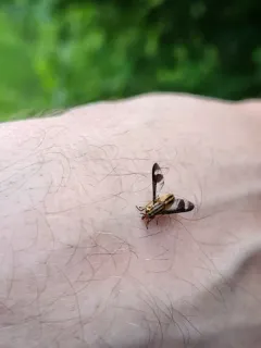 Chrysops pikei thumbnail 3