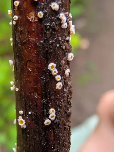 Capitotricha bicolor