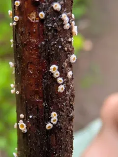 Capitotricha bicolor thumbnail 1