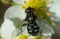Black Bog Fly thumbnail 4