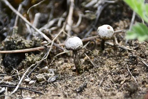Tulostoma rufum