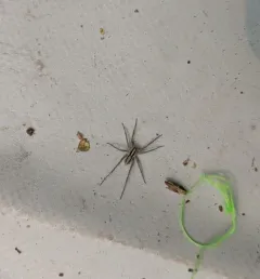 Pale Thin-legged Wolf spider thumbnail 4