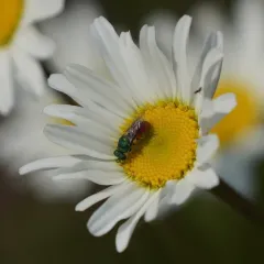Pseudochrysis neglecta thumbnail 4