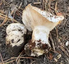 Hygrophorus subalpinus thumbnail 4
