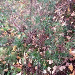 common juniper thumbnail 2