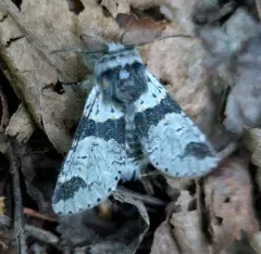 Furcula gigans thumbnail 2
