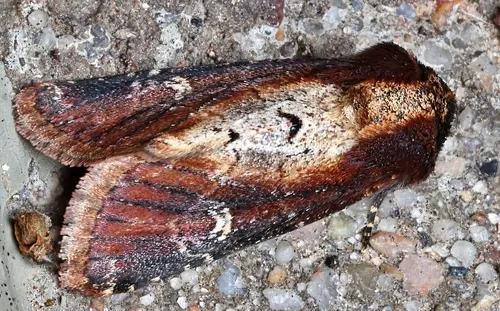 Barrens Moth
