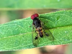 Calotarsa pallipes thumbnail 1