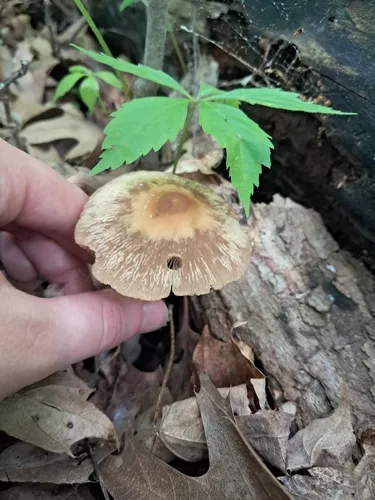 Heteropsathyrella macrocystidia