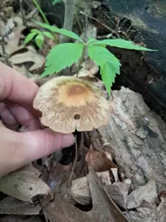 Heteropsathyrella macrocystidia thumbnail 1