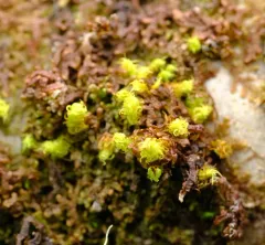 Frizzled Pincushion thumbnail 2