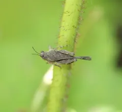 Hooded Grouse Locust thumbnail 4