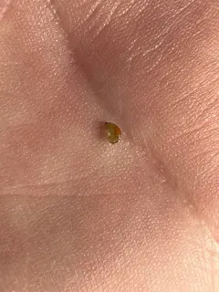 Polymorphus minutus thumbnail 1