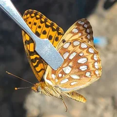 Zerene Fritillary thumbnail 3