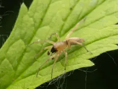 Clubiona lutescens thumbnail 2