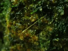 Brown's Four-toothed Moss thumbnail 3