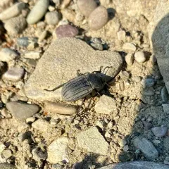 Three-ribbed Darkling Beetle thumbnail 4