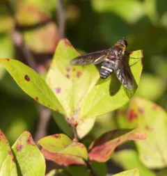Exoprosopa fasciata thumbnail 2