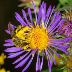 Aster Cellophane Bee thumbnail 2
