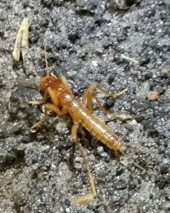Mount Saint Helens Grylloblattid thumbnail 3