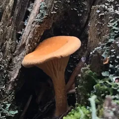 False Chanterelle thumbnail 2