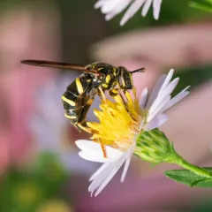 Four-lined Hornet Fly thumbnail 4