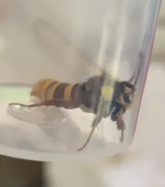 Hornet Moth thumbnail 3