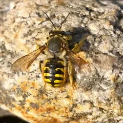 European Woolcarder Bee thumbnail 4