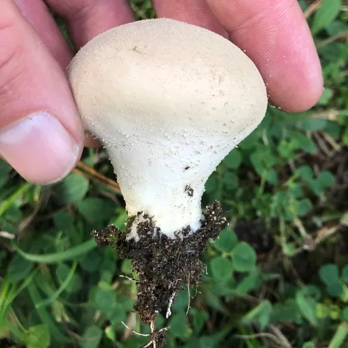 Meadow Puffball