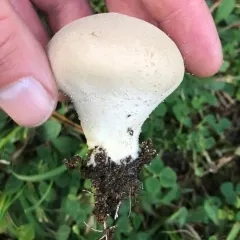 Meadow Puffball thumbnail 1