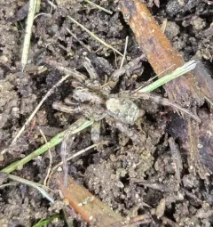 Emerton's Wolf Spider thumbnail 4