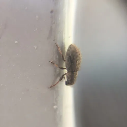 Clover Weevil