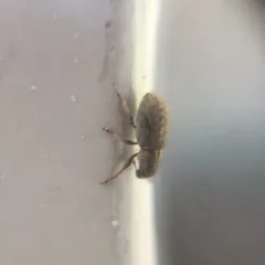Clover Weevil thumbnail 1