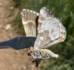 Stamnodes marmorata thumbnail 4