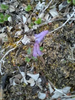 Few-flower Corydalis thumbnail 2