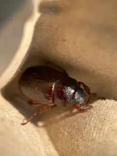 Phyllophaga rugosa thumbnail 2