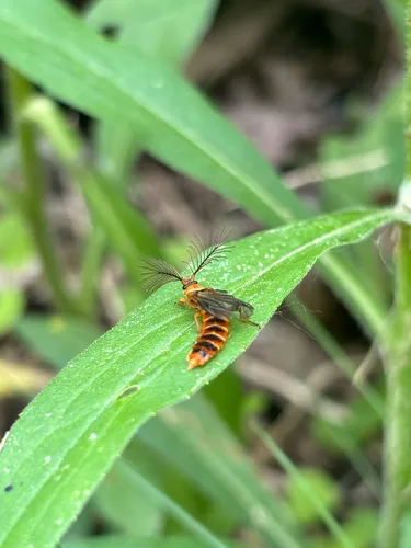 Phengodes fusciceps