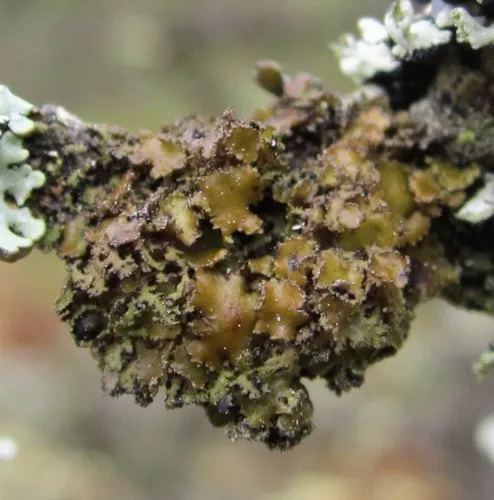 Dwarf Wrinkle Lichen