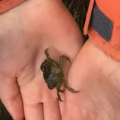 European Green Crab thumbnail 3