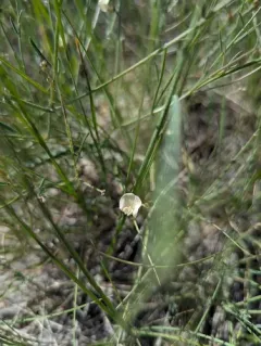 Lesser Rushy Milkvetch thumbnail 3