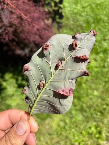 Pileolaria cotini-coggygriae