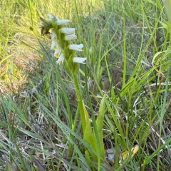 Shining Ladies' Tresses thumbnail 4
