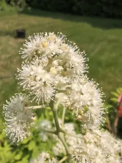 Japanese rodgersia thumbnail 4