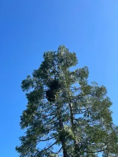 Incense Cedar Mistletoe thumbnail 3