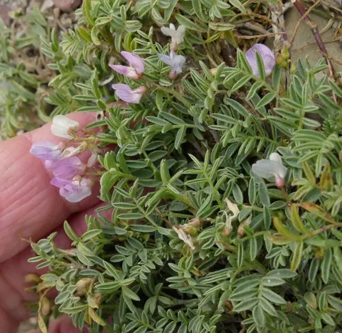 Bent-flower Milkvetch