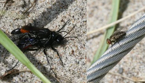 Podalonia violaceipennis