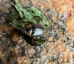 Ectopria nervosa thumbnail 3