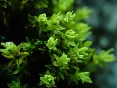 Hydrogonium amplexifolium thumbnail 2