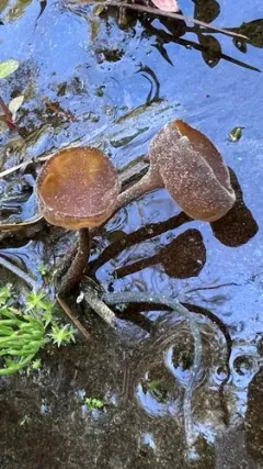 Sclerotinia sulcata thumbnail 1