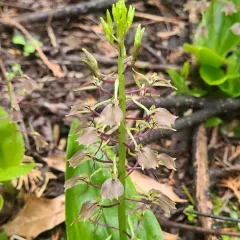 large twayblade thumbnail 3